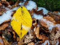 Erlen Blatt und altes Laub mit Schneegraupel